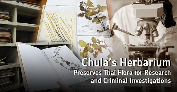 朱拉隆功大学植物标本馆：保护泰国植物多样性，助力科研与刑侦